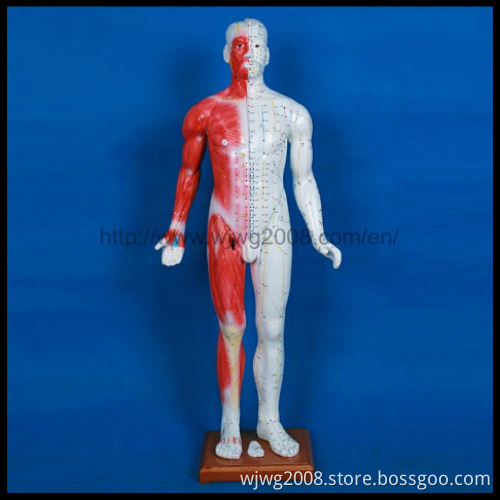Acupuncture Human Body Models (M-1-84)